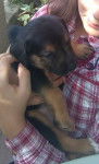gaïa - Beauceron (1 mois)