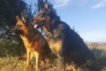 Cador et Baya - Beauceron (10 ans)