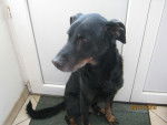 osman - Beauceron Mâle (12 ans)