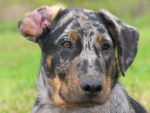Berger de Beauce-Bas Rouge (Beauceron) - Beauceron