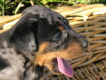 beauceron arlequin - Beauceron