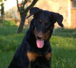 jadou - Beauceron (2 ans)