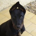 Fuego - Beauceron Mâle (10 mois)