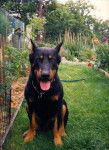 JEX BEAUCERON - Beauceron