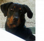 VASCO DES PLAINES DE L'AINE BEAUCERON - Beauceron