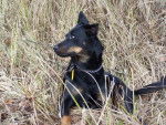 Berger de Beauce - Texas - Beauceron