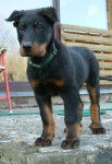 berger de bauce bas rouge - Beauceron
