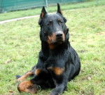 berger beauce bas rouge - Beauceron