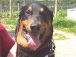 beauceron - Beauceron