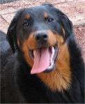 berger de beauce-bas rouge(beaucerons) - Beauceron