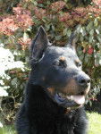 berger de beauce-bas rouge(beaucerons) - Beauceron