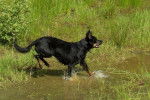 Berger de Beauce - Texas - Beauceron