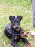 Beauceron ALfa - Beauceron