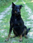 Texas - Beauceronne - Beauceron