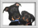 Beauceron et Rotweiller - Beauceron