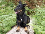 Beauceron - Beauceron