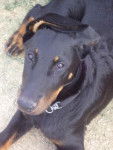 BOSS / berger de beauce (beauceron) - Beauceron