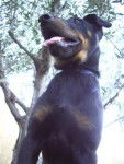 BOSS / berger de beauce (beauceron) - Beauceron