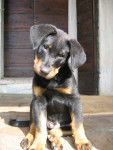 beauceron Ramses - Beauceron