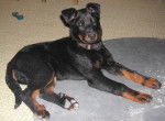 Berger de Beauce - Baïka 3 mois - Beauceron (3 mois)