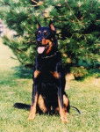 rex - Beauceron Mâle (2 ans)