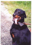 BEAUCERON dit BAS -ROUGE - Beauceron