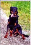 BEAUCERON dit BAS -ROUGE - Beauceron