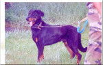 BEAUCERON dit BAS -ROUGE - Beauceron