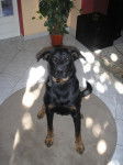 beauceron, maverick - Beauceron