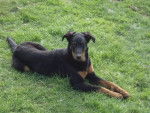 beauceron balkane - Beauceron