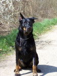 Berger de Beauce - Texas - Beauceron