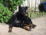 Berger de Beauce - Texas - Beauceron