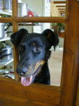 BEAUCERON - Beauceron