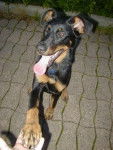 BEAUCERON - Beauceron