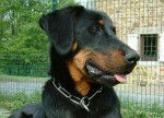 kroki - Beauceron Mâle (4 ans)