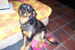 Plume beauceron/Golden - Beauceron