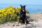 Texas - Berger de Beauce - Beauceron
