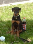 cronos rott x bas rouge - Beauceron