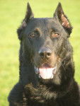 beauceron, Rasta dit Scooby - Beauceron