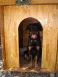 Beauceron - Beauceron