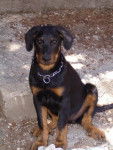 Beauceron - Beauceron