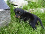 canelle - Beauceron (1 an)