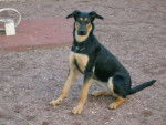 beauceron/shayna - Beauceron