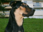 beauceron/shayna - Beauceron
