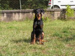 Beauceron Congo - Beauceron