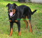 BOSS / Beauceron - Beauceron
