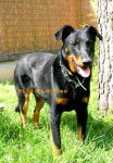 BOSS / Beauceron - Beauceron