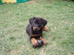 beauceron courtney - Beauceron