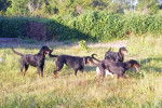 Beaucerons - Bono, Betty, Beethoven et Victoria - Beauceron