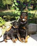 Ah.......le papa et son fils beauceron - Beauceron